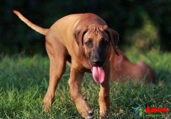 世界十大最好的狩猎犬，俄罗斯猎狼犬、阿富汗猎犬狩猎能力都很好