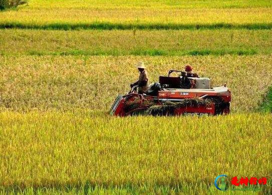 种粮直补和耕地补贴是同一个项目吗？农村承包多少亩土地才有补贴