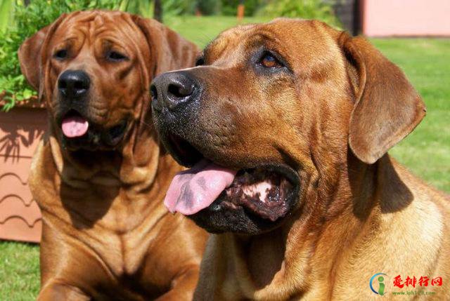世界10大凶猛的护卫犬，高加索犬位列第一